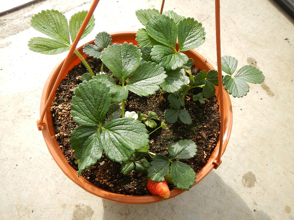 Strawberry Hanging Basket CasaCano Farms