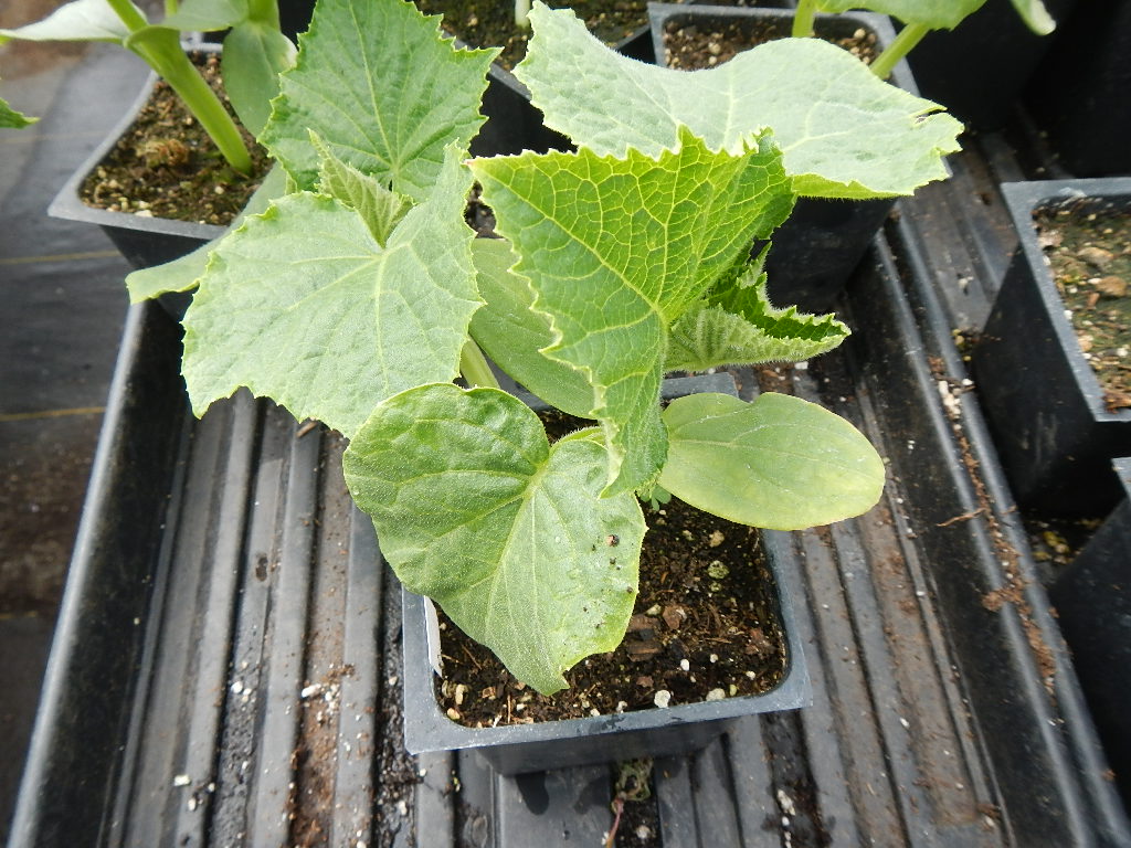 Cucumber, Lemon CasaCano Farms