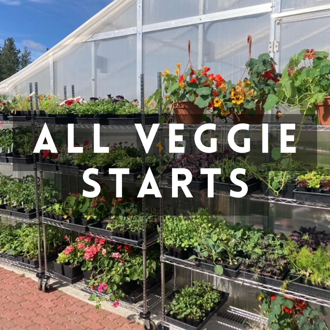 Vegetable Starts CasaCano Farms