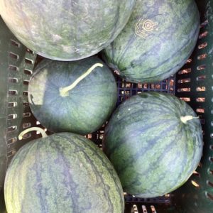 Watermelon, Seedless