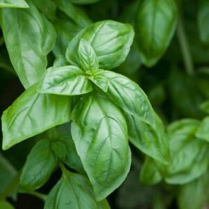 Pesto Basil, 3 Lbs