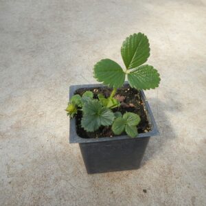 Strawberry, Alpine White 2.5"