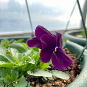 Cool Wave Pansy, 2.5" Pot