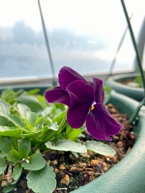 Cool Wave Pansy, 2.5" Pot