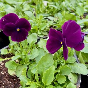 Cool Wave Pansy 5" Pot