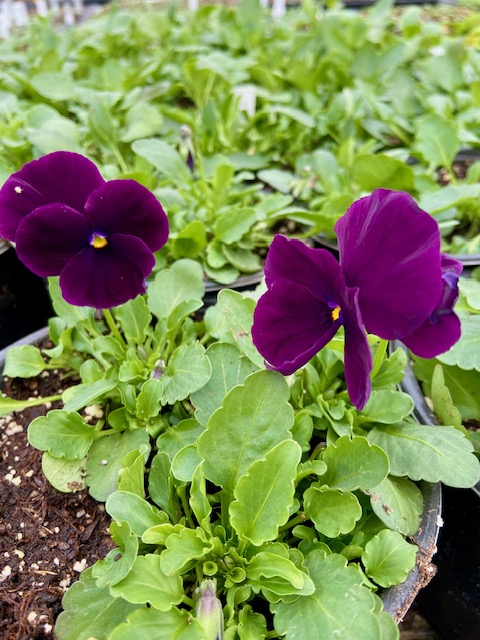 Cool Wave Pansy 5" Pot