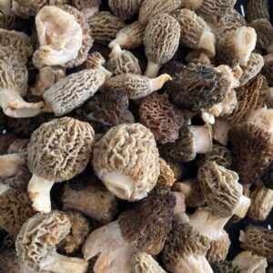 Morels!