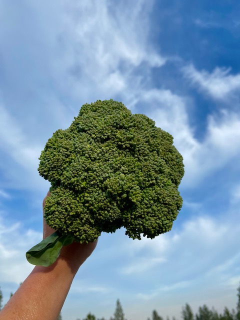 Broccoli, Lbs