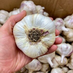 Seed Garlic - Inchelium Red 1 Lb