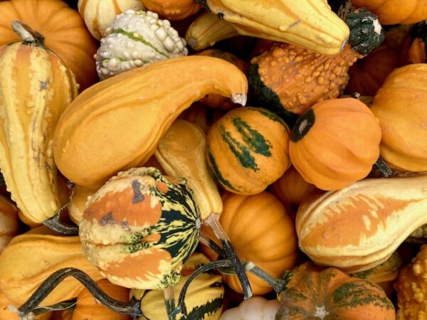Ornamental Gourd - 1 Each