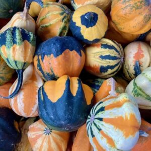 Ornamental Gourds - 10 for $9