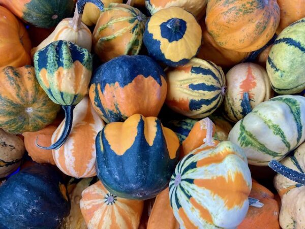 Ornamental Gourds - 10 for $9