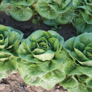 Little Gem Lettuce Head - 2 for $3.50