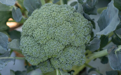 Broccoli Stir Fry