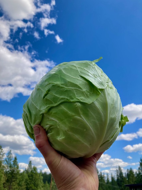 Summer Slaw