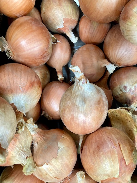 Large Onion – Each