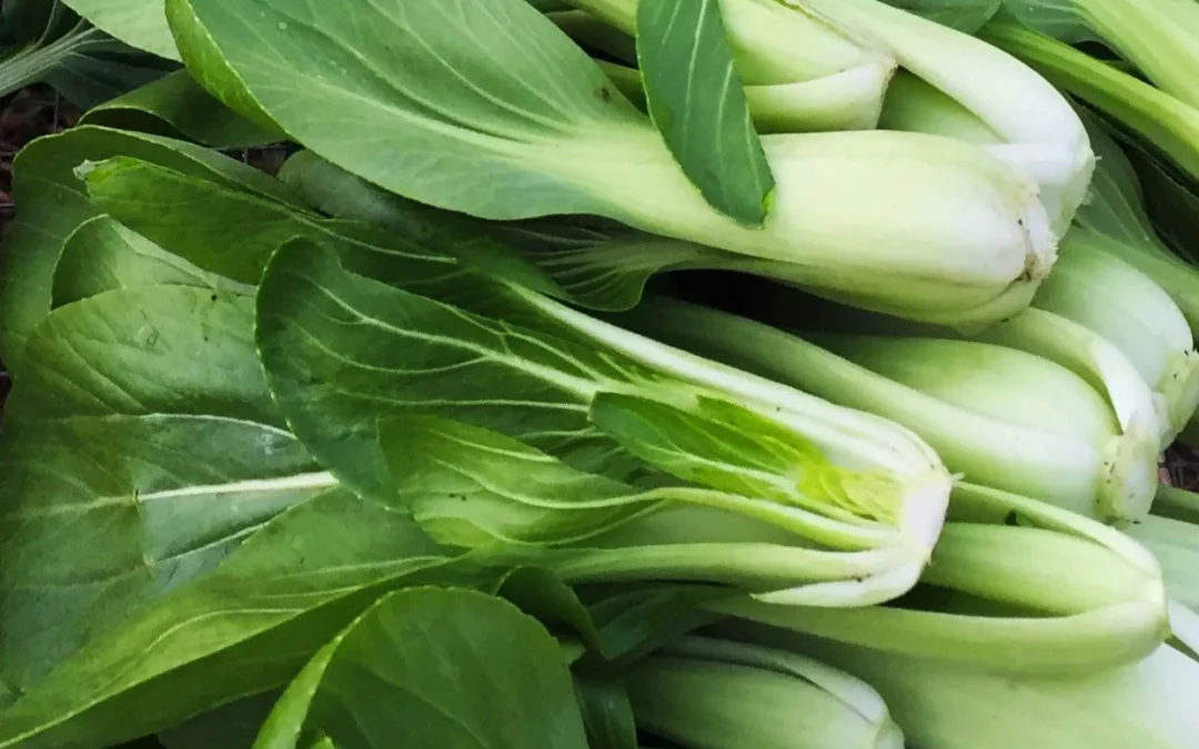 Simple Bok Choy Stir Fry