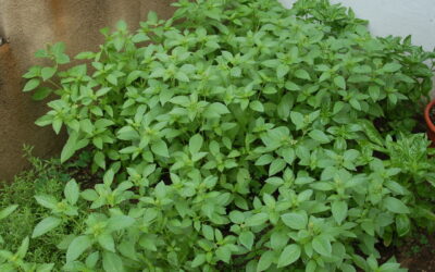 Herb Vinaigrette