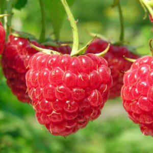 Raspberry Half Pint