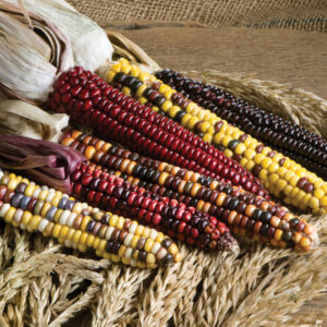 Painted Mountain Corn - 1 Each