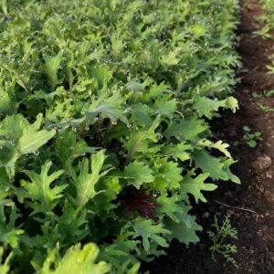 Baby Kale, 5.5 oz bag