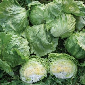 Baby Iceberg Lettuce Head