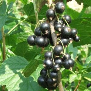 Black Currant Pint