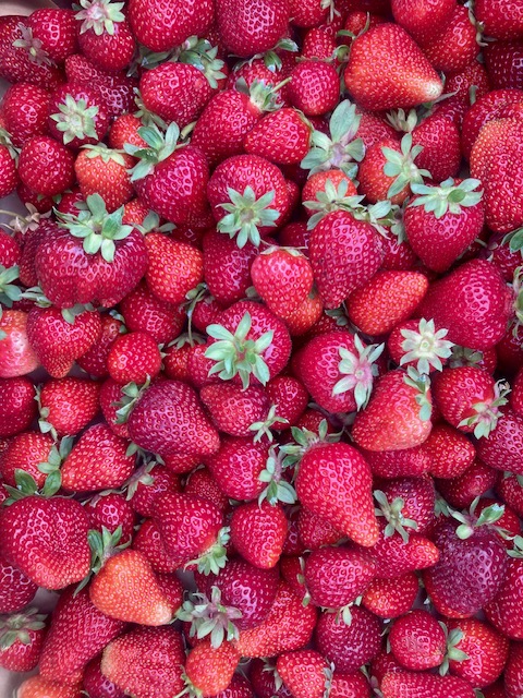 U-Pick Strawberries, LBS