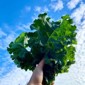Green Kale, Bulk Case
